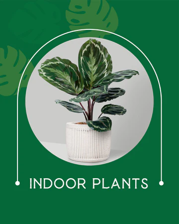 Indoor Plants